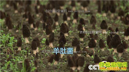 �¸�����Ƶ���Ĵ������߻�ʢһ��Ԫ����ֲ��Ǿ���ǧ��Ƹ�