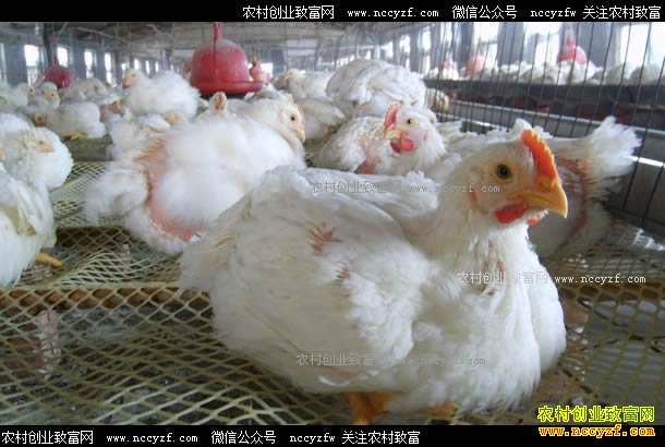 最新肉鸡、鸡苗价格行情:肉鸡价格上涨或成定局