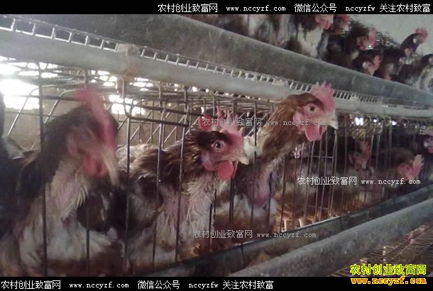 2017年最新肉鸡、毛鸡、淘汰鸡价格行情评述