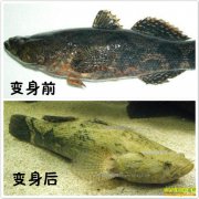 �㶫��ݸ������Ͷ��5����ֳ������׬2000��