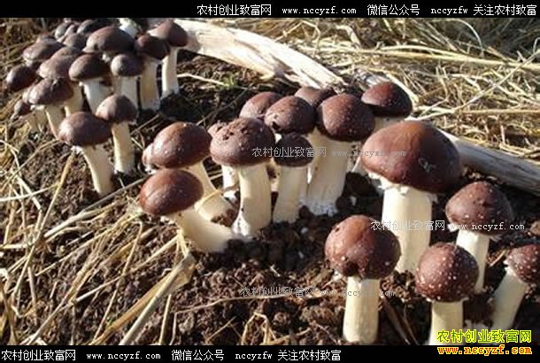 �Ĵ������ǿ���ִ���ǹ���ũ��ҵ�¸�