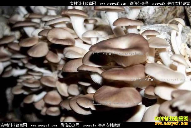 ���������������ҵ��ֲ���乽�츻������