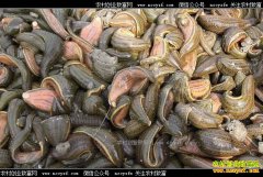 ˮ��(���)����Ǯһ�2017��11��8��ˮ�μ۸�����