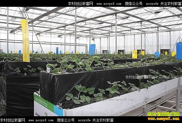 �½��취�Դ����ݮ����Ģ��+���� һ������ʮ��Ԫ