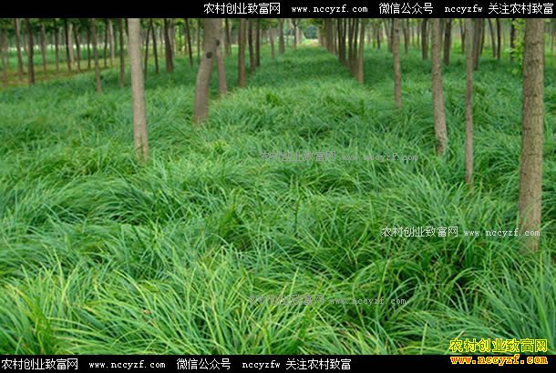 ɽ����������������ֲ̦����������