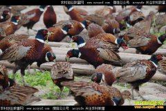 ���࿵�����˻���ֳɽ��ÿֻ����60��Ԫ