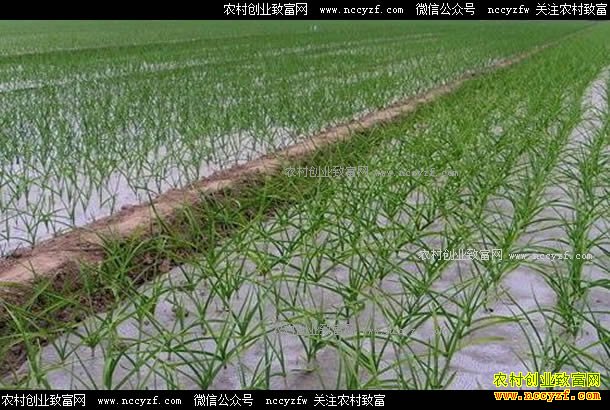 �������ض���������ֲ����߳�ũ���¸�����Ŀ