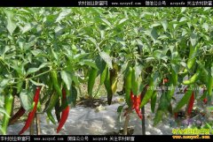 ɽ���������������־����ֲ������ũ�����¸�