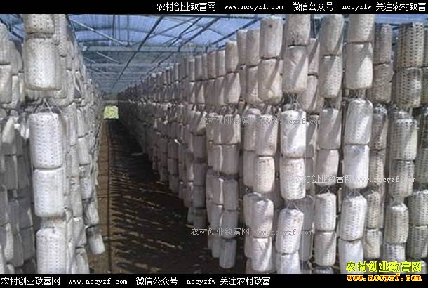 ɽ���ĳǣ�������ֲľ��Ч��߳�ũ���¸�����Ŀ