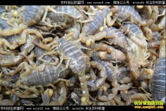 Ы�Ӷ���Ǯһ�2017��8��15��Ы��(ȫЫ)�۸�����