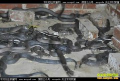 ���ϴ����ء���˾��������������¸���