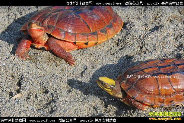 �㶫��ɽ������ֳ��� ���ꡱ;�߳��¸�·