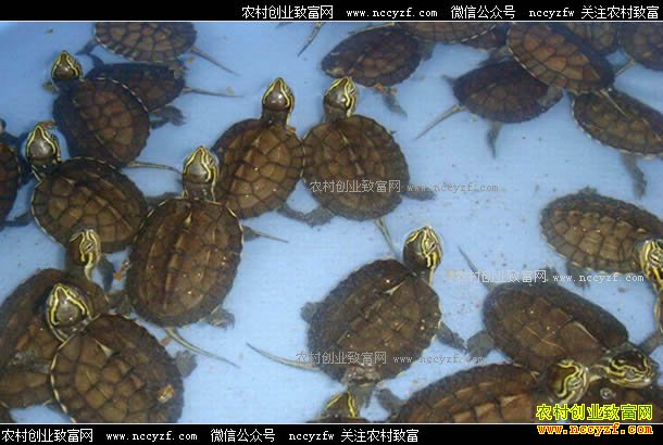 �㶫��ɽ������ֳ��� ���ꡱ;�߳��¸�·