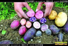 ��ɫ�����ÿ��ó�Ч��� ��ֲ��ɫ������׬Ǯ