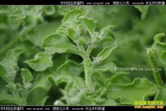 ɽ�������ط�ѧ��������ֲ���ޱ���Ч���