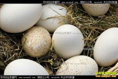 �쵰����Ǯһ����2018��1��2�����¶쵰�۸�����