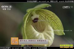 [ũ�����]������ֲ������Ƶ