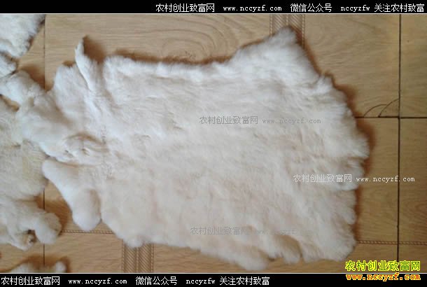 2017��ӱ��д�Ƥë�г�̡��Ƥ����۸�