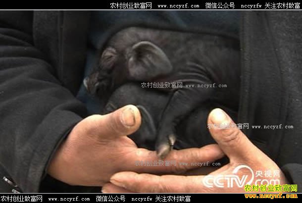 [�¸���]ɽ�����ʹ���ˮɽ����ֳ��������ǧ��Ԫ