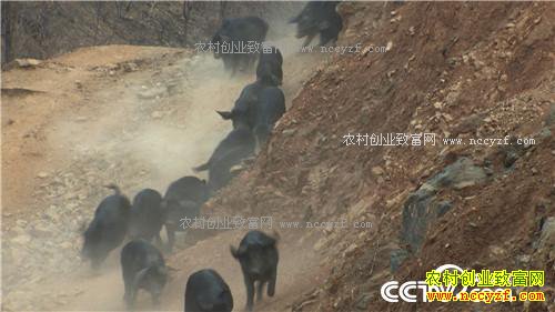 �¸���������ø� �Ƹ���ɽ��(20170425)