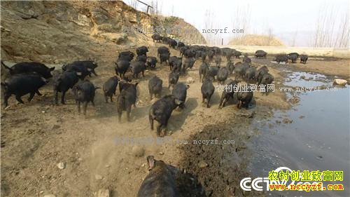 �¸���������ø� �Ƹ���ɽ��(20170425)