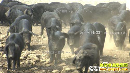 �¸���������ø� �Ƹ���ɽ��(20170425)