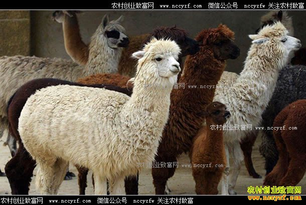 ��ֳ����׬Ǯ��������ֳǰ������