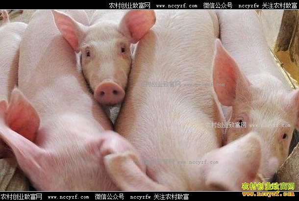 2017�갲�������۸�����12���½�