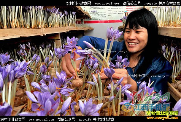 �����཭���ŵ�Ӣ��ֲ�غ컨�����¸�·