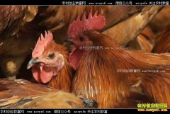 [�¸���]ɽ���������ǫ׬Ǯ�Ϳ��� ͺ�� ���⼦