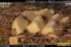 [ũ�����]������ͷ���ܺ�����̬��ֳ�Ʒ۳�ɾʹ���·