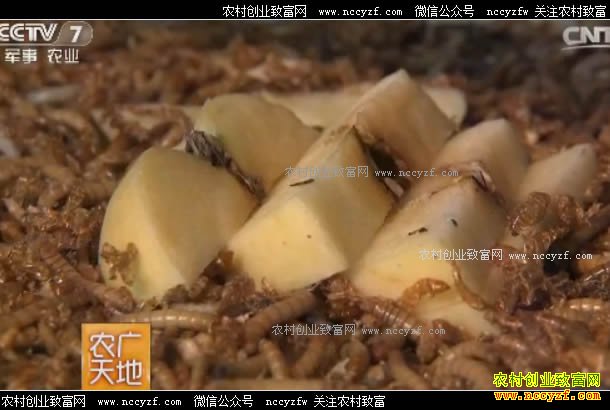 [ũ�����]������ͷ���ܺ�����̬��ֳ�Ʒ۳�ɾʹ���·