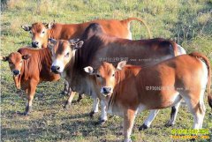 ������ţ��׬Ǯ��2017����ţ��ֳ�ɱ���Ч�����