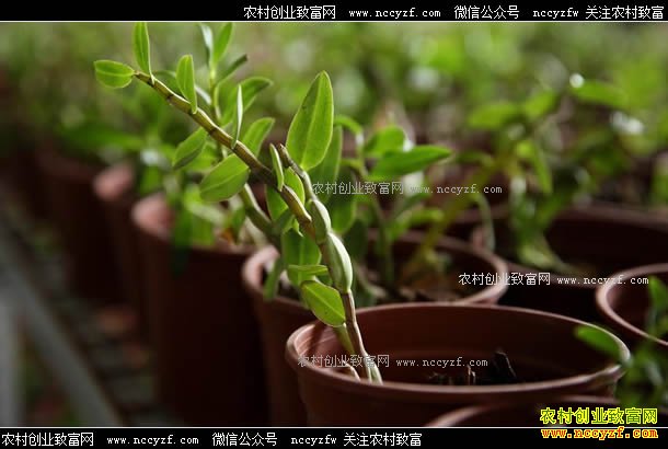 ������������ֲ�辰ʯ���������Ԫ