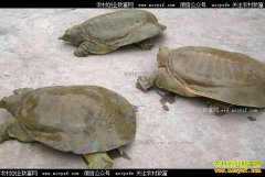 �������زܱ�ΰ�����������¸�·