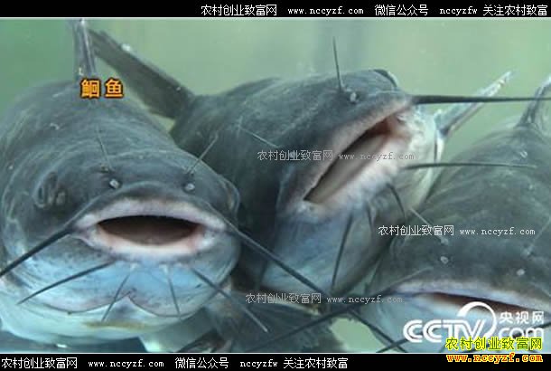 [�¸���]������ɽ��������������ֳ�t����׬ǧ��