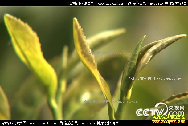 [�¸���]������Ϫ�½𷢿���������ѿ�����������7000����