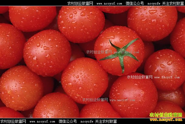 �����ɿڷ��Ѽ۸��½�����