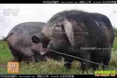 [ÿ��ũ��]ȡ�����̵��ϱ�������ֳЧ���