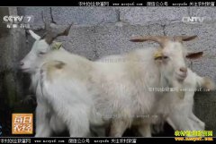 [ÿ��ũ��]������ϪС���Ӱ��ɽ�������Ϊ