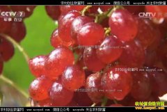 [�Ƽ�Է]������������ �ֳ�����������