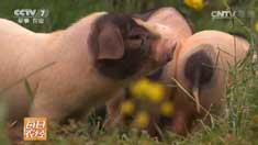 [ÿ��ũ��]��ɽ��ɽ�ĺ���������������׳