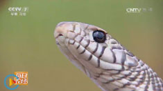 [ÿ��ũ��]���������̻� �������ݴ����������¸�