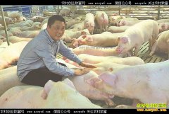 �Ĵ������������ߴ����� ÿͷ��ƽ����׬100Ԫ