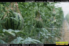 ɽ��۰�������ֲ������������� Ķ������2��Ԫ