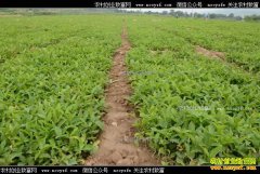 �Ĵ�������������紴ҵ��ֲ����ÿĶ������ǧԪ