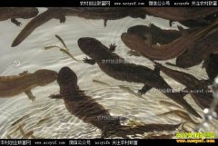 ����������������ֳ�����㡰�Ρ����¸���