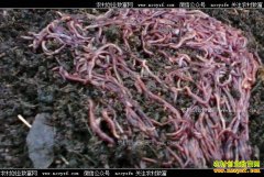 ���������ţ������򾿪���¸�·