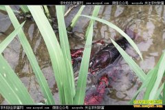 ���ճ�������������������ֳС��Ϻ��ũ�¸�