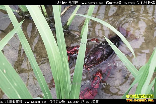 ���ճ���������������ֳС��Ϻ����ƶ�����¸�